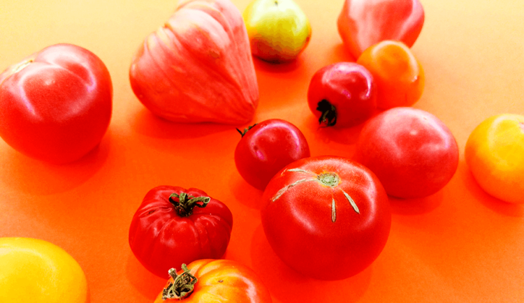 Najbrzydsze pomidory mają najwięcej smaku.