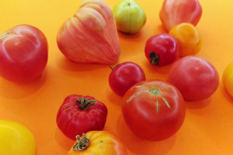 Najbrzydsze pomidory mają najwięcej smaku.